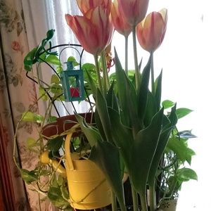 Meet your Posher, Irena